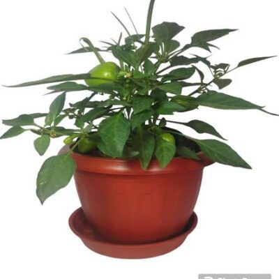 Planta Aji Limo