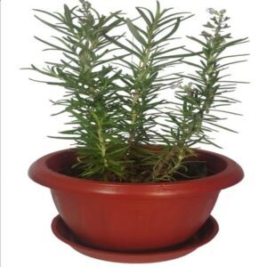 Planta Aromatica Romero