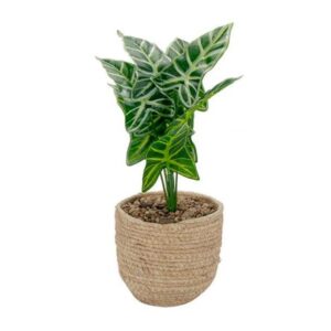 Planta Pot 31 cm