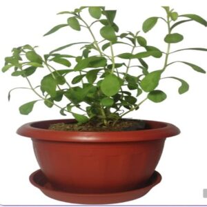 Planta Stevia