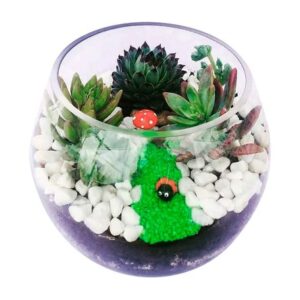 Terrario de Suculentas Adopta una Plantita
