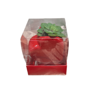 CUPULA DE ACETATO CON BASE