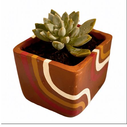 Maceta con Diseño Exclusivo y Planta