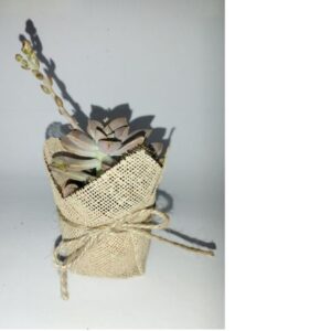 Mi Pequeña Suculenta