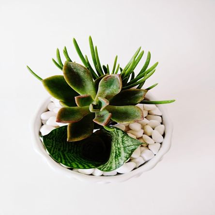 Mi trio de Suculentas