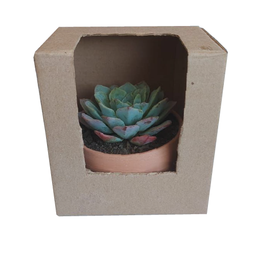 Suculenta 10 x 10 x 11 con visor