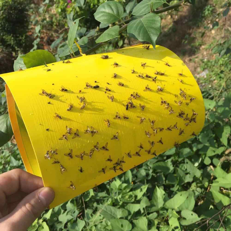 Trampas e Insecticidas